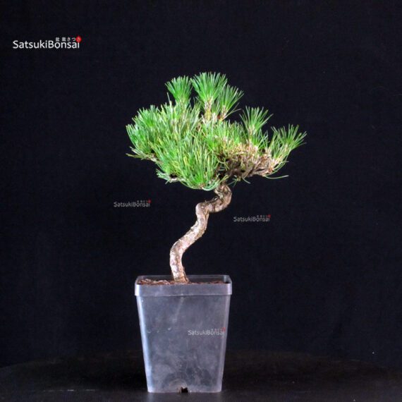Pinus Thunbergii - Pino nero - immagine 4