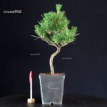 Pinus Thunbergii - Pino nero