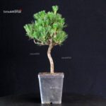 Pinus Thunbergii - Pino nero - immagine 2