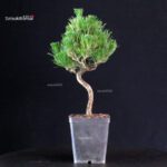 Pinus Thunbergii - Pino nero - immagine 3