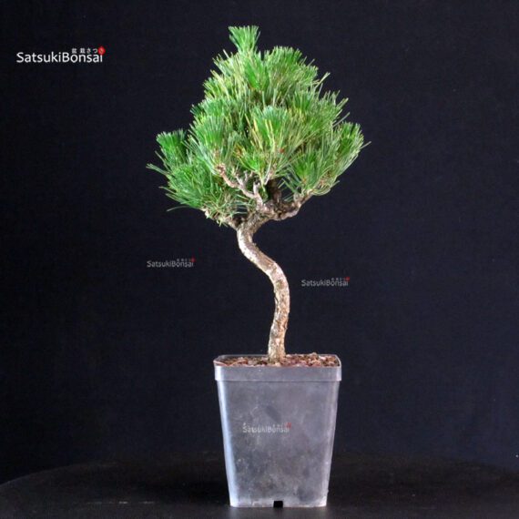 Pinus Thunbergii - Pino nero - immagine 3