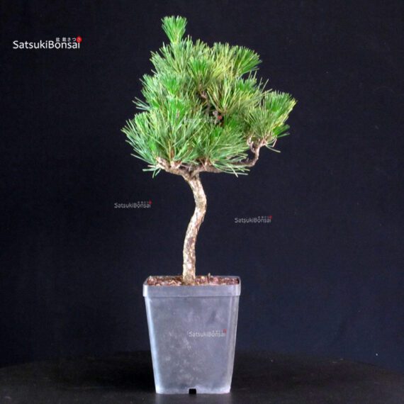 Pinus Thunbergii - Pino nero - immagine 4