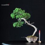 Juniperus Chinensis Itoigawa