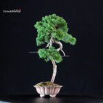 Juniperus Chinensis Itoigawa - immagine 2