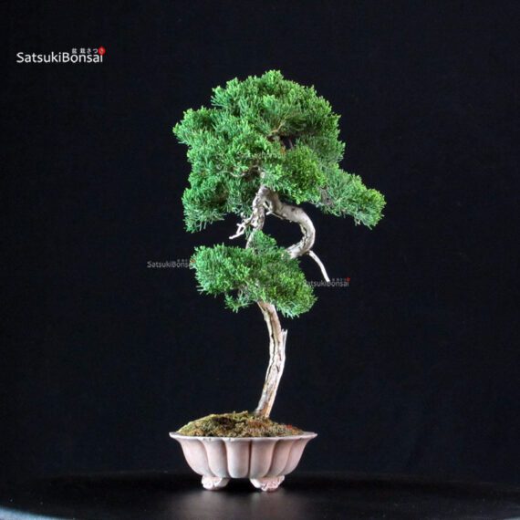 Juniperus Chinensis Itoigawa - immagine 2