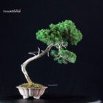Juniperus Chinensis Itoigawa - immagine 3