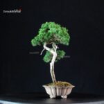Juniperus Chinensis Itoigawa - immagine 4
