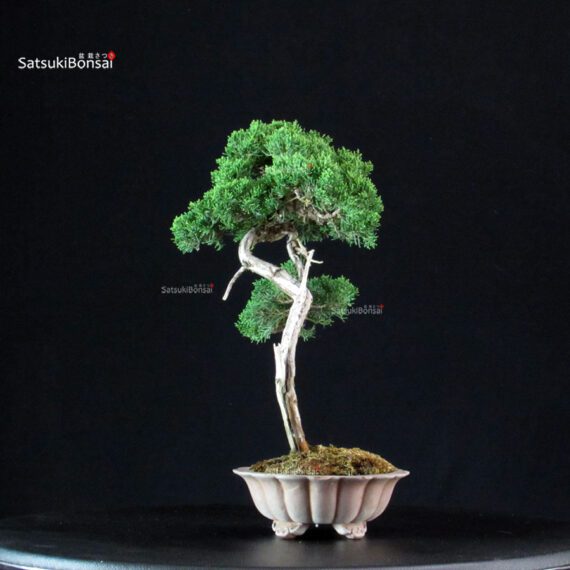 Juniperus Chinensis Itoigawa - immagine 4