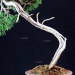 Juniperus Chinensis Itoigawa - immagine 5