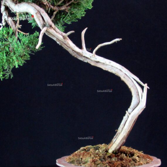 Juniperus Chinensis Itoigawa - immagine 5