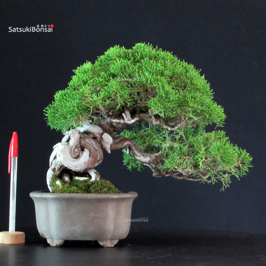 5936_1-Juniperus-Chinensis-itoigawa Juniperus Chinensis Itoigawa - immagine 1
