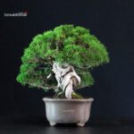 Juniperus Chinensis Itoigawa - immagine 2