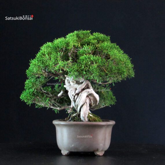 Juniperus Chinensis Itoigawa - immagine 2
