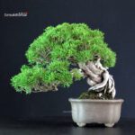 Juniperus Chinensis Itoigawa - immagine 3