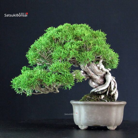 Juniperus Chinensis Itoigawa - immagine 3