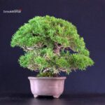Juniperus Chinensis Itoigawa - immagine 4