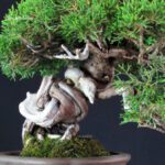 Juniperus Chinensis Itoigawa - immagine 5
