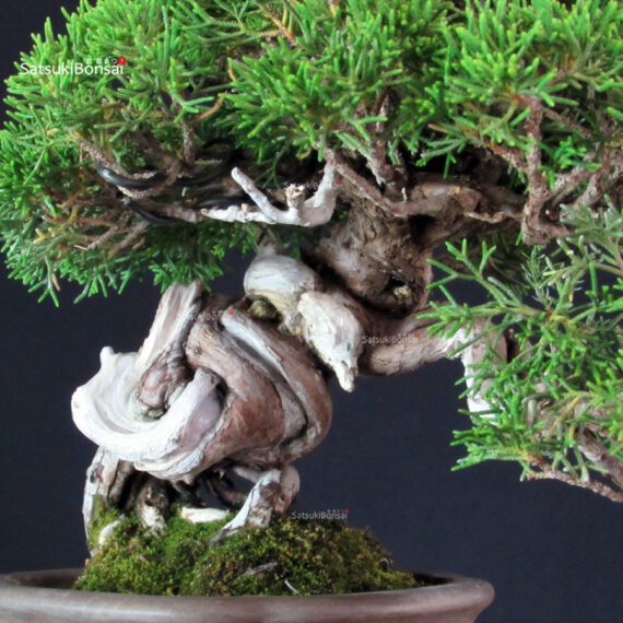 Juniperus Chinensis Itoigawa - immagine 5