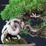 Juniperus Chinensis Itoigawa - immagine 6
