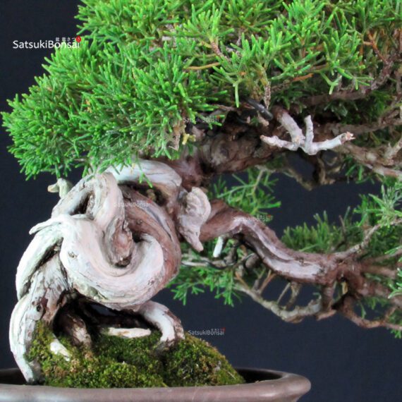 Juniperus Chinensis Itoigawa - immagine 6