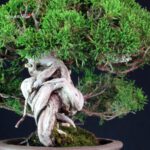 Juniperus Chinensis Itoigawa - immagine 7