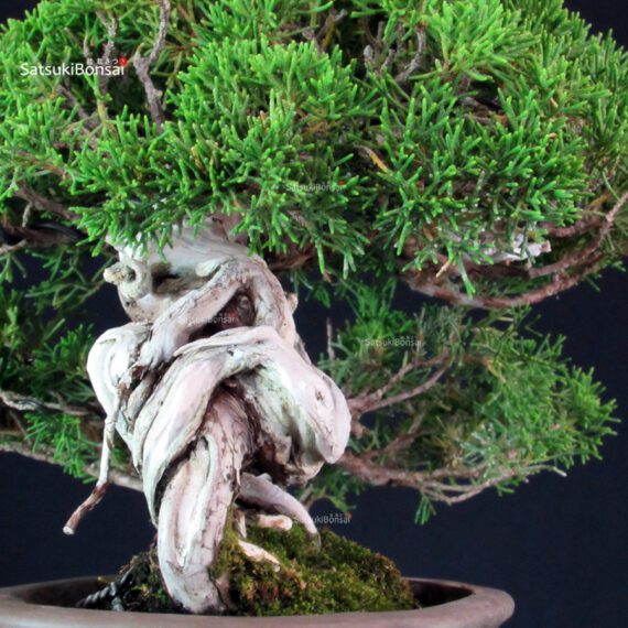 Juniperus Chinensis Itoigawa - immagine 7