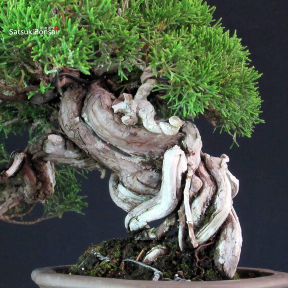Juniperus Chinensis Itoigawa - immagine 8