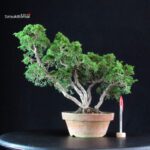 Juniperus Chinensis Itoigawa