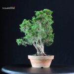 Juniperus Chinensis Itoigawa - immagine 2