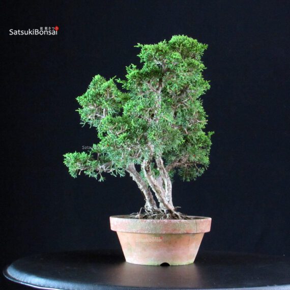 Juniperus Chinensis Itoigawa - immagine 2