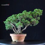 Juniperus Chinensis Itoigawa - immagine 3