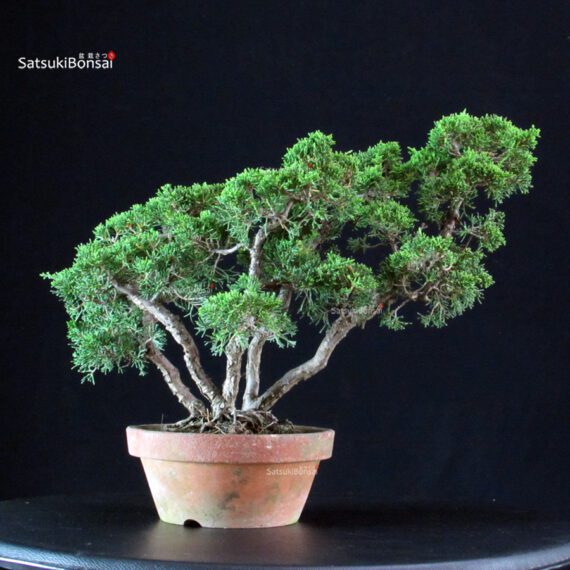 Juniperus Chinensis Itoigawa - immagine 3