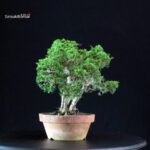 Juniperus Chinensis Itoigawa - immagine 4
