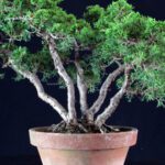 Juniperus Chinensis Itoigawa - immagine 5