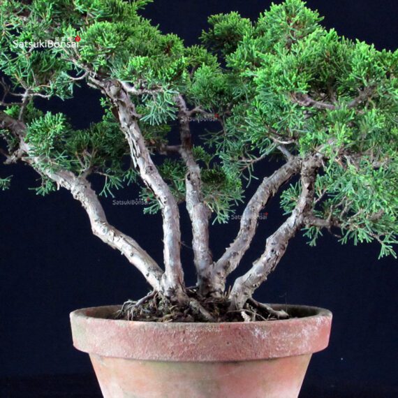 Juniperus Chinensis Itoigawa - immagine 5