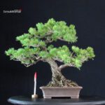 Pinus Pentaphylla - Goyomatsu