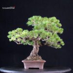 Pinus Pentaphylla - Goyomatsu - immagine 2