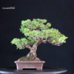 Pinus Pentaphylla - Goyomatsu - immagine 3