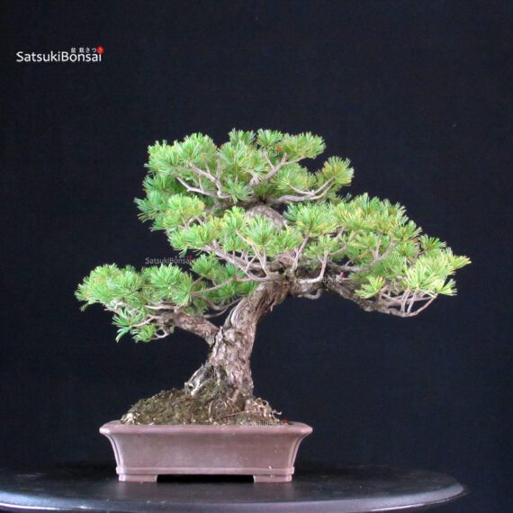Pinus Pentaphylla - Goyomatsu - immagine 3