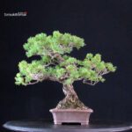 Pinus Pentaphylla - Goyomatsu - immagine 4