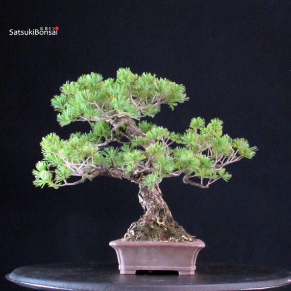 Pinus Pentaphylla - Goyomatsu - immagine 4