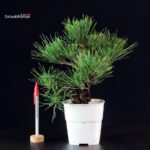 Pinus Thunbergii Corticosa - Pino nero