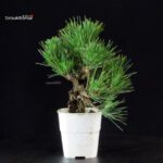 Pinus Thunbergii Corticosa - Pino nero - immagine 2