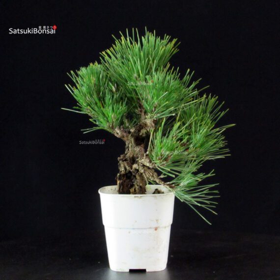 Pinus Thunbergii Corticosa - Pino nero - immagine 2