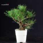 Pinus Thunbergii Corticosa - Pino nero - immagine 3