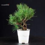 Pinus Thunbergii Corticosa - Pino nero - immagine 4