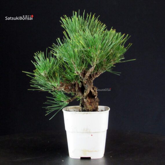 Pinus Thunbergii Corticosa - Pino nero - immagine 4