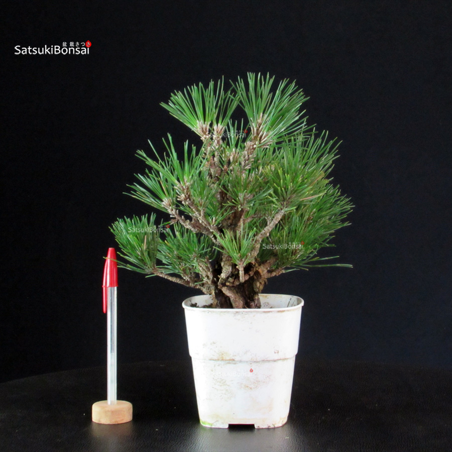 6155_1-Pinus-thunbergii-pino-nero Pinus Thunbergii Corticosa - Pino nero - immagine 1