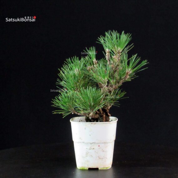 Pinus Thunbergii Corticosa - Pino nero - immagine 2