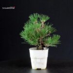 Pinus Thunbergii Corticosa - Pino nero - immagine 3